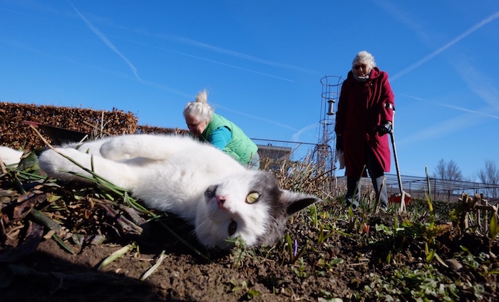 Ook hotelpoes Julius neemt het ervan op de eerste lentedag 